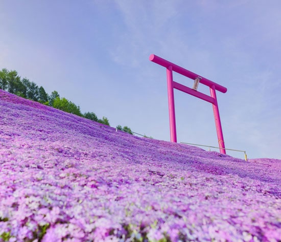 Hokkaido Summer Higashimokoto Shibazakura Park