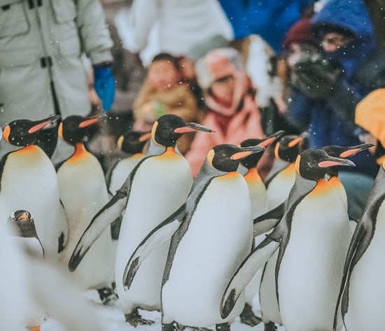 Asahiyama Zoo Penguin Walk