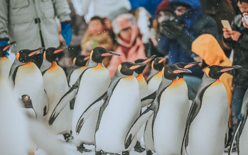 Asahiyama Zoo Penguin Walk