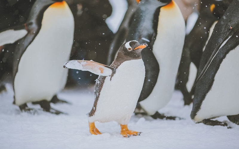 Asahiyama Zoo Penguin Walk