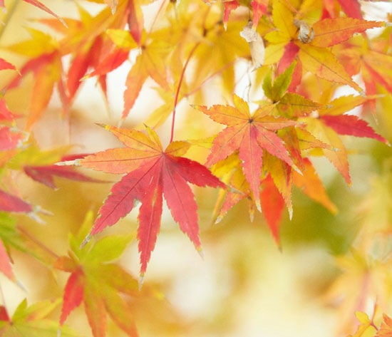 Japan Fall Foliage