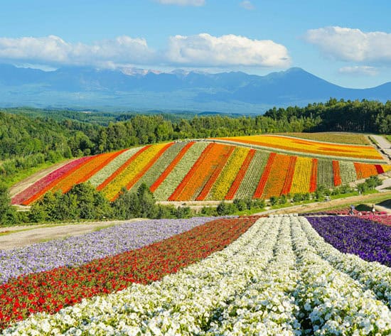 Panoramic Flower Gardens Shikisai no Oka