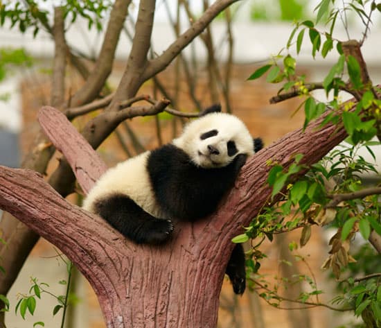 China Family Tour with Panda Visit