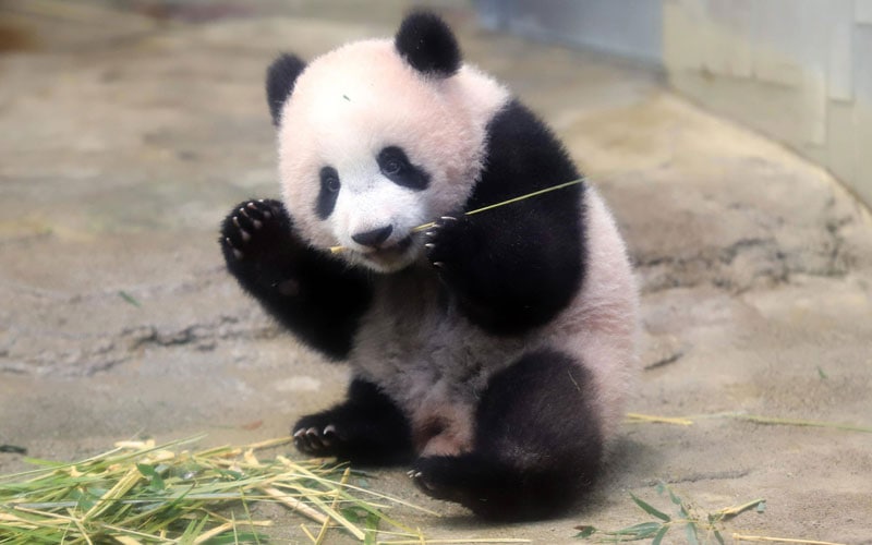 Chengdu Giant Panda Eating Bamboo