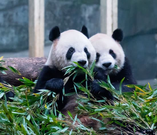 China Tour with Panda