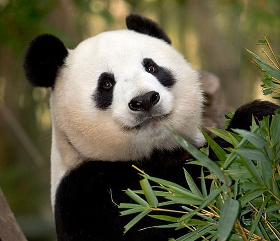China Family Tour to Visit Panda
