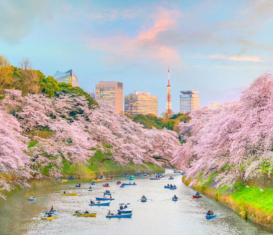 Japan Cherry Blossom Tour