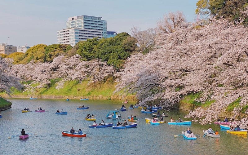 Chidorigafuchi Park Cherry Blossom Sakura