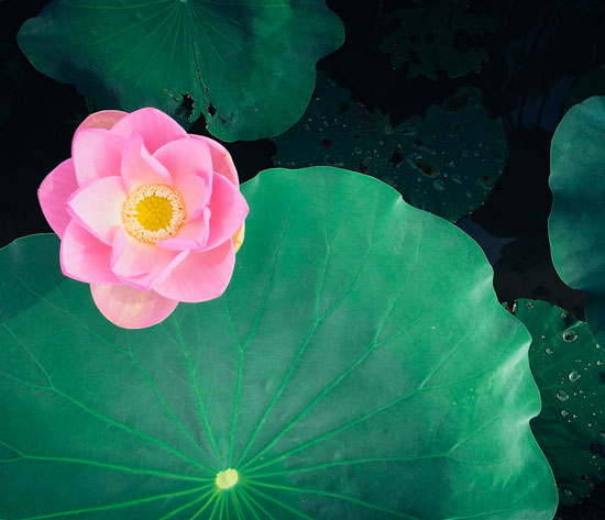 Chinese Summer Solstice