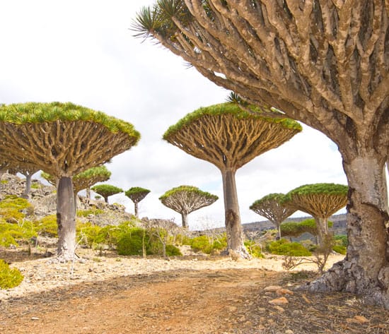 Socotra Island Tour