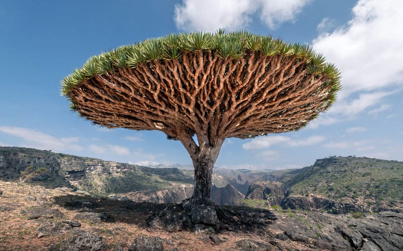 Socotra Dragon Blood Tree