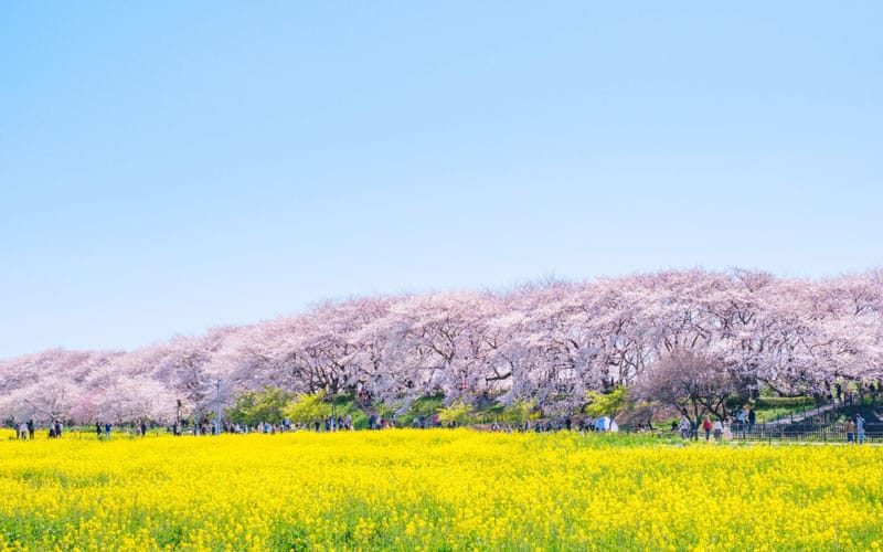 Gongendo Sakura Tsutsumi Cherry Blossom