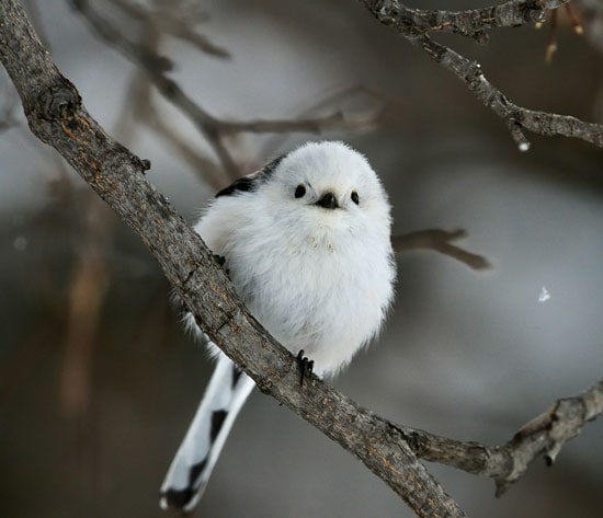 Best Time to Visit Hokkaido