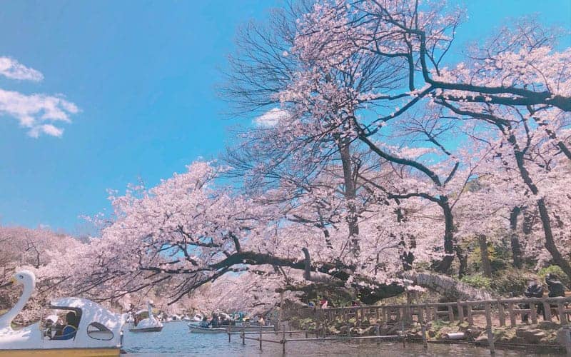 Inokashira Park Cherry Blossoms