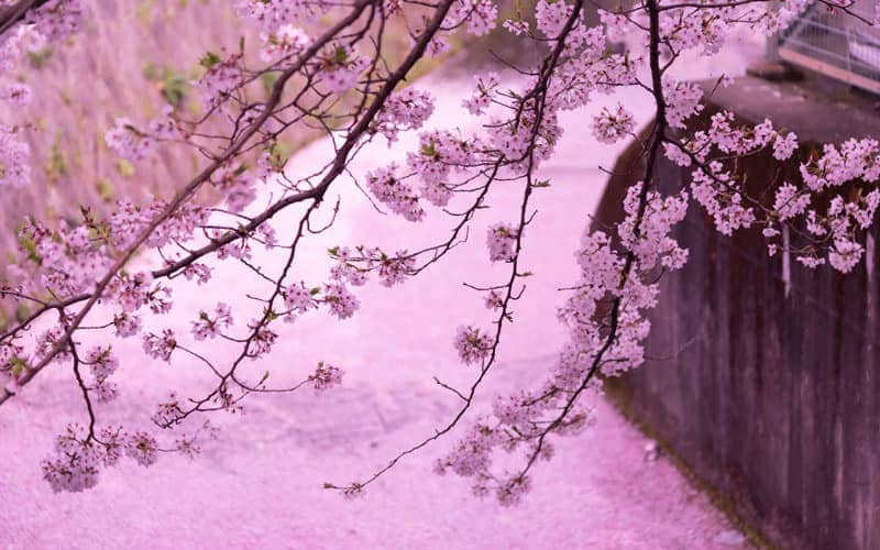 Pink Cherry Blossom in Japan