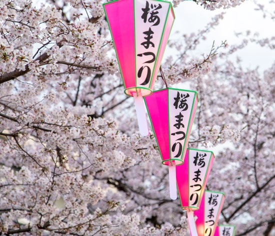 cherry blossom season japan