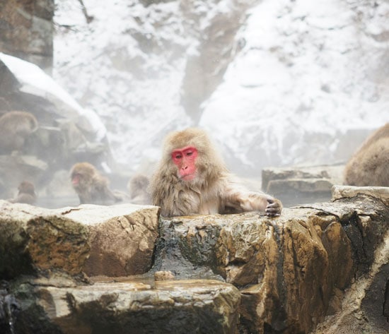 Japanese Snow Monkey