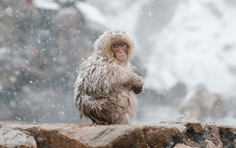 Jigokudani Monkey Park