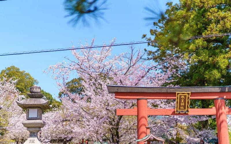 Japan Cherry Blossom Kasuga Taisha Shrine