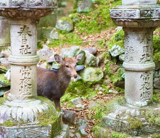 Nara Deer at Kasuga Taisha Shrine