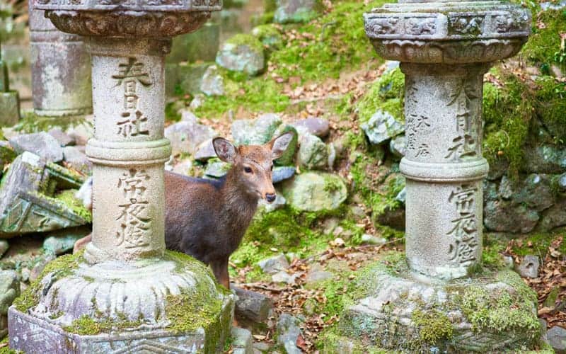 Deer at Kasuga Taisha Shrine Nara