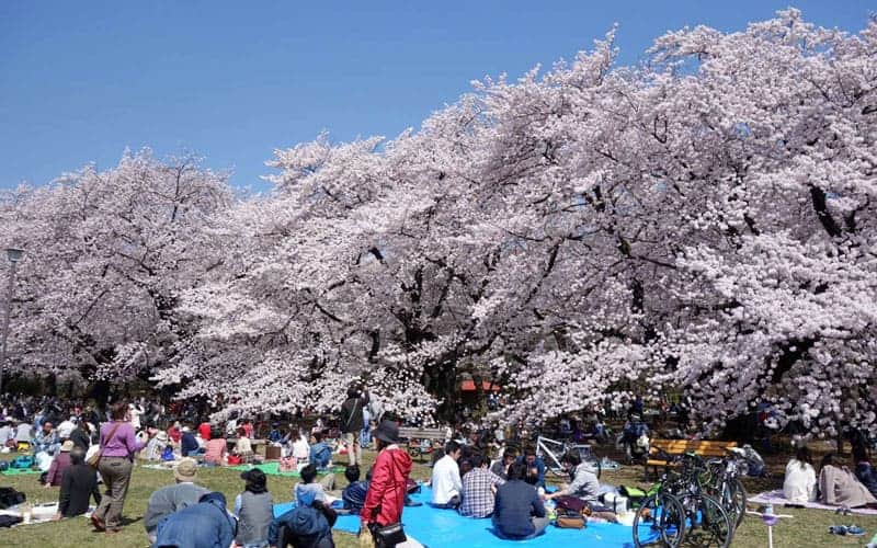 Hanami Koganei Park Flower Viewing