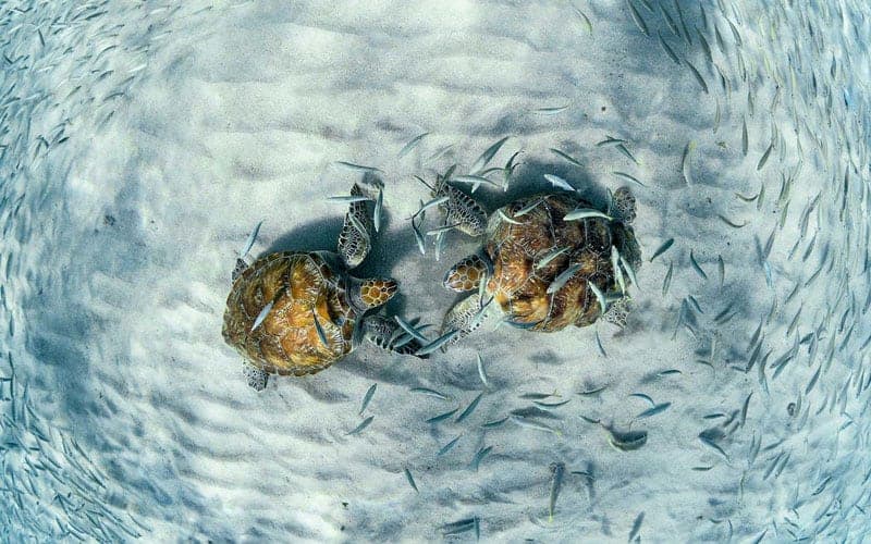 Madifushi Private Island Maldives Turtles
