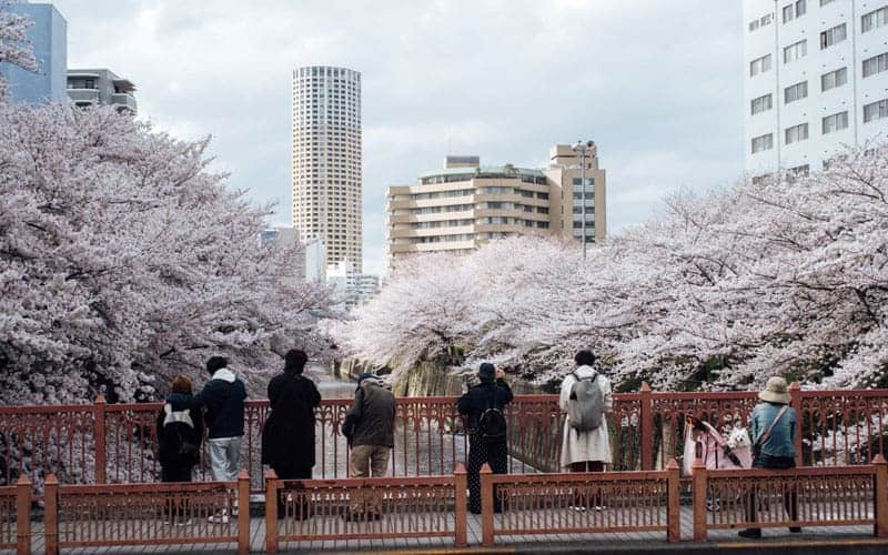 Tokyo Meguro River Cherry Blossom Viewing