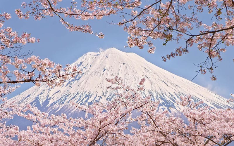 Cherry Blossom Mount Fuji