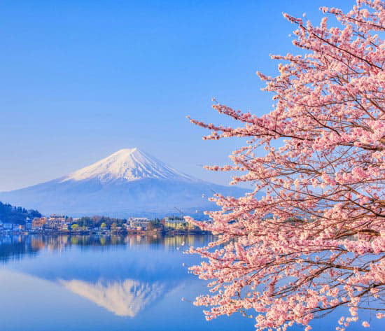 Japan Cherry Blossom Tour