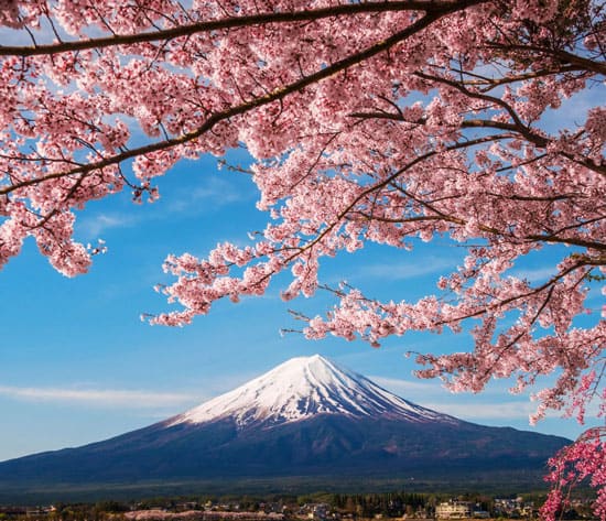 How to Plan a Japan Cherry Blossom Tour