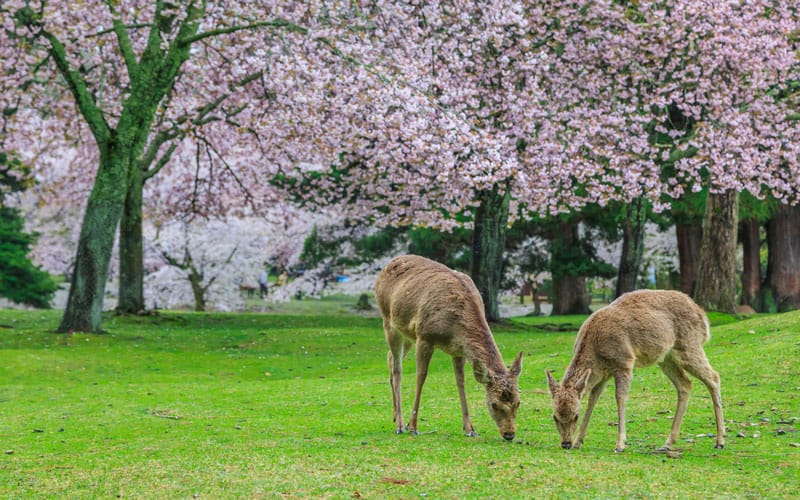 Nara Deer Park Cherry Blossom