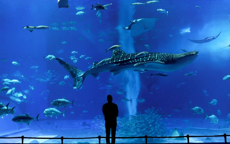 Okinawa Churaumi Aquarium Whale Shark
