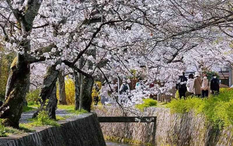 Japan Cherry Blossom Philosopher's Path