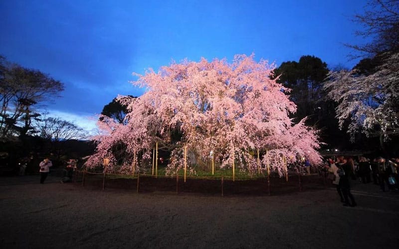 Rikugien Gardens Weeping Cherry Blossom