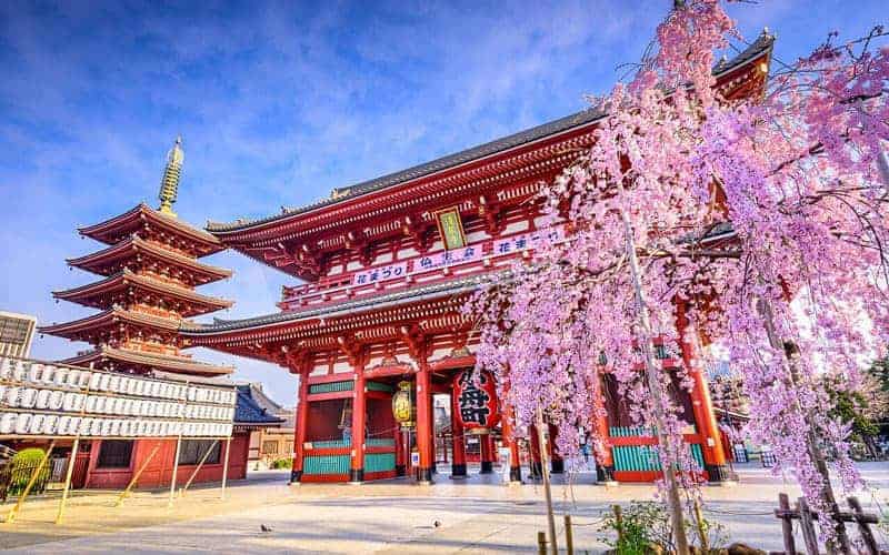 Sensoji Temple Cherry Blossom