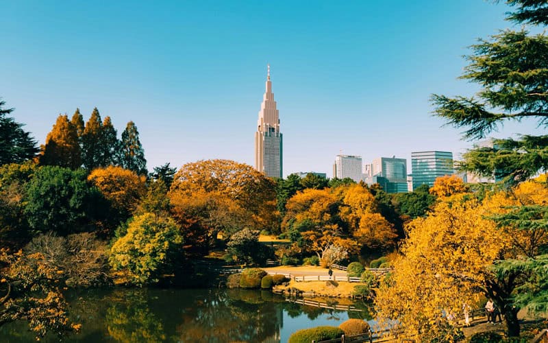 Shinjuku Gyoen National Garden Autumn Leaves