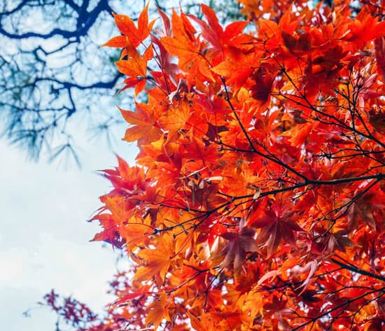 Autumn in Japan