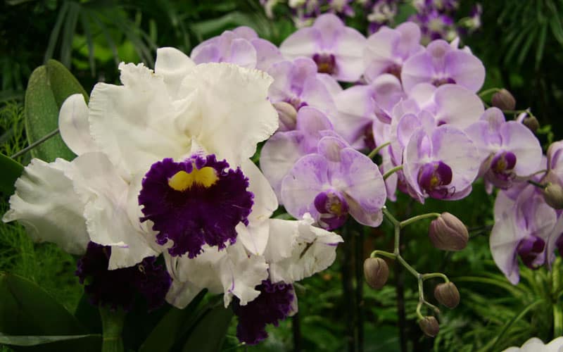 Singapore Botanic Gardens Orchid Garden
