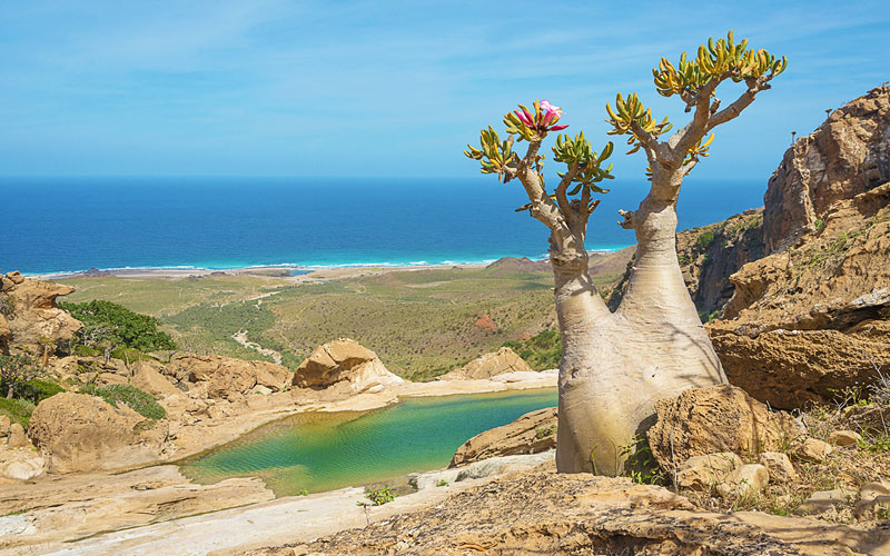 Homhil Bottle Tree Socotra
