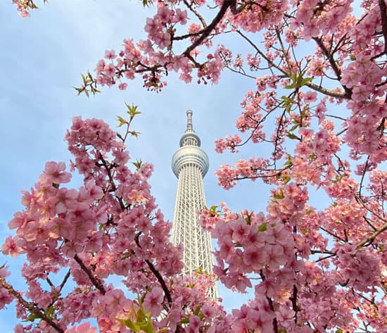 Tokyo Cherry Blossom