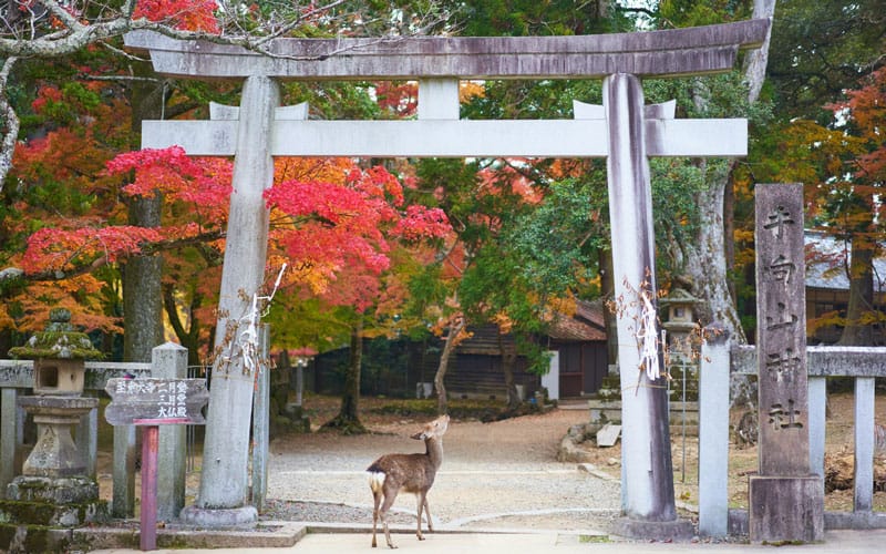 Deer at Tamukeyama Hachimangu Shrine Torii Gate