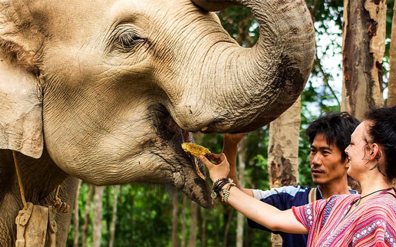 Feeding Elephant at Elephant Jungle Sanctuary Chiang Mai