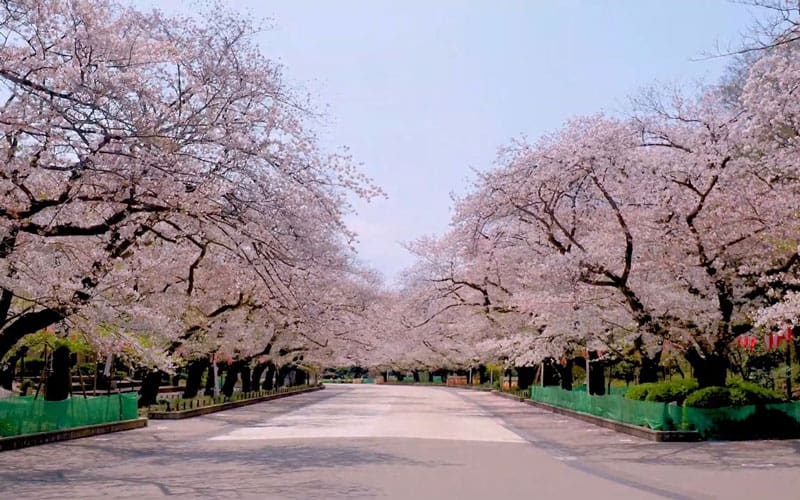 Ueno Park Sakura-Dori Avenue