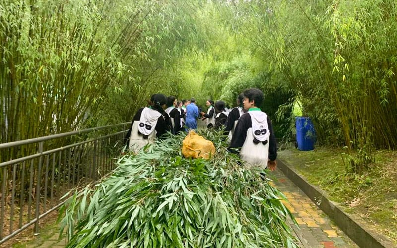 Carrying Bamboo Leaves for Pandas in Panda Volunteer Program