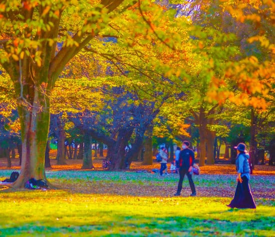 Yoyogi Park Autumn Foliage